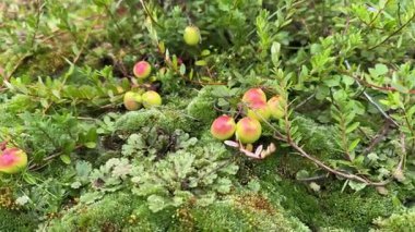 Canlı yosunlara saçılmış parlak yapraklarla olgun kırmızı kızılcıklar, doğal bahçe hasadı ve taze organik böğürtlenler.