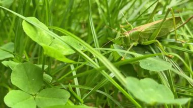 Yeşil Tettigonia viridissima çekirgesi açık havada çimlerle beslenirken yakın planda yakalandı. Dikey görüntüler