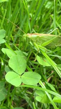 Çimen yiyen otların genel çalı cırcırböceğinin makro görüntüsü, doğal yaşam alanındaki böcek davranışları, detaylı yaban hayatı gözlemi