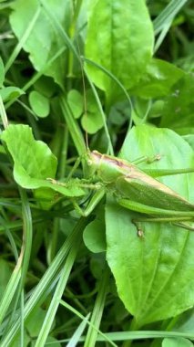 Yeşil Tettigonia viridissima çekirgesi açık havada çimlerle beslenirken yakın planda yakalandı. Dikey görüntüler