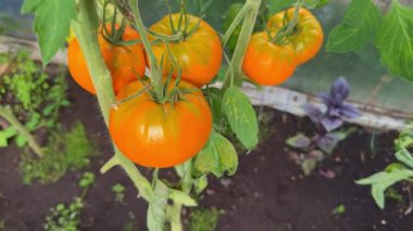 Bir seranın içindeki sarmaşıkta olgunlaşmış domatesler. Organik tarım ve bahçıvanlık sağlıklı bir yaşam tarzı için taze, böceksiz bir hasat sağlar.