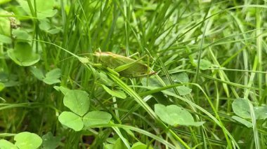 Yeşil çekirgenin taze çimenlerde oturması ve yaprağın çiğnenmesi yaz otlaklarında doğanın ve böcek yaşamının detaylarını gösteriyor.