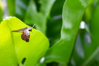 salyangoz yağmur sonrası yeşil yapraklar hareket ediyor