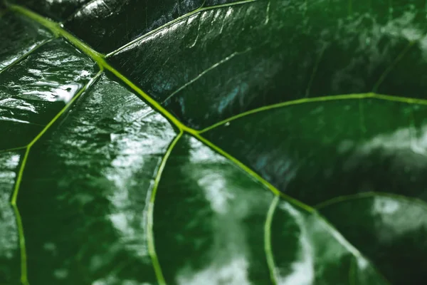 Κοντινό Πλάνο Του Φόντου Αφηρημένη Πράσινα Φύλλα — Φωτογραφία Αρχείου