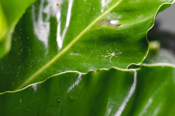 Closeup Abstract Green Leaves Background — Stock Photo, Image