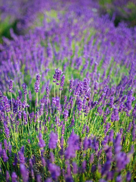 Arbustos de lavanda fecham ao pôr-do-sol. O pôr do sol brilha sobre as flores roxas de lavanda. Arbustos no centro da imagem e da luz do sol à esquerda. Provença região da frança. — Fotografia de Stock