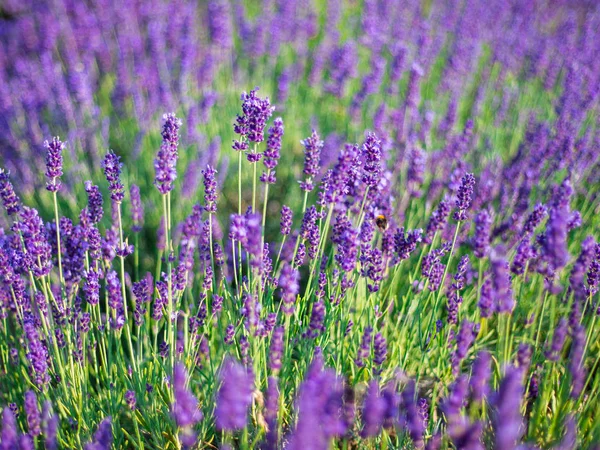 Arbustos de lavanda fecham ao pôr-do-sol. O pôr do sol brilha sobre as flores roxas de lavanda. Arbustos no centro da imagem e da luz do sol à esquerda. Provença região da frança. — Fotografia de Stock