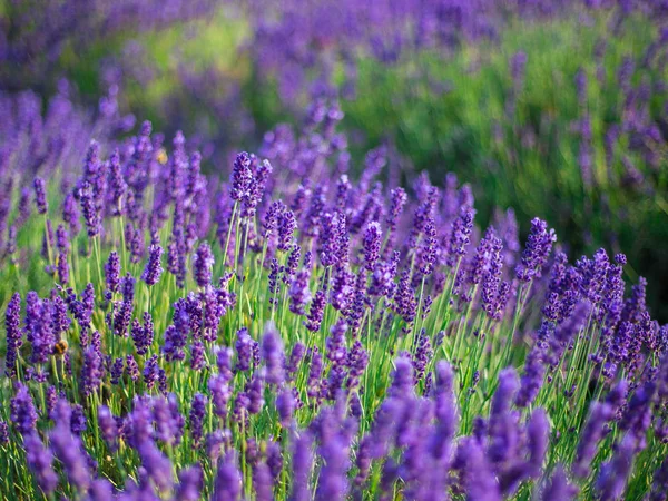 Arbustos de lavanda fecham ao pôr-do-sol. O pôr do sol brilha sobre as flores roxas de lavanda. Arbustos no centro da imagem e da luz do sol à esquerda. Provença região da frança. — Fotografia de Stock