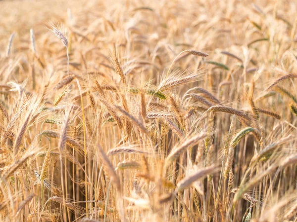 Las espigas doradas del trigo en verano en el campo —  Fotos de Stock