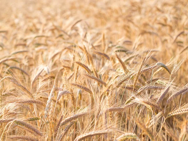 Золотые колосья пшеницы летом на поле — стоковое фото