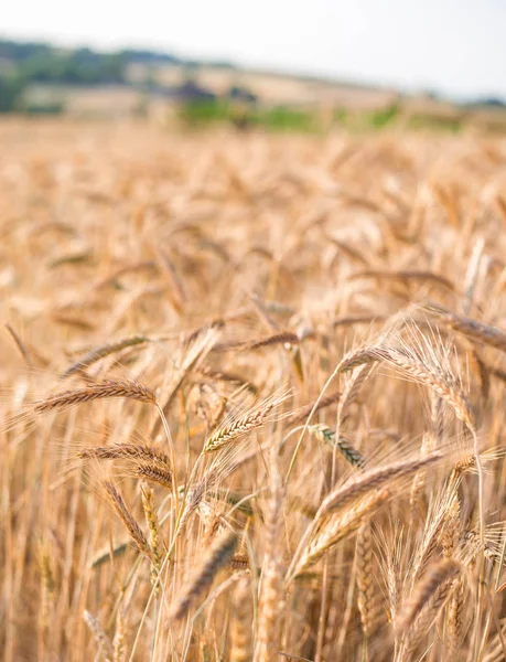 Золотые колосья пшеницы летом на поле — стоковое фото