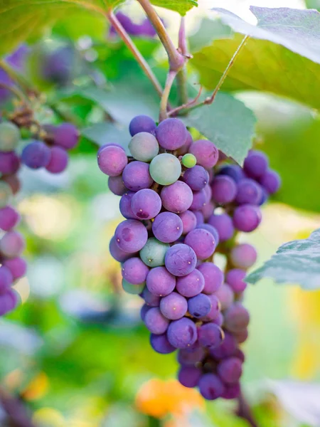 Gros plan de grappes de raisins rouges mûrs sur vigne, vendanges — Photo