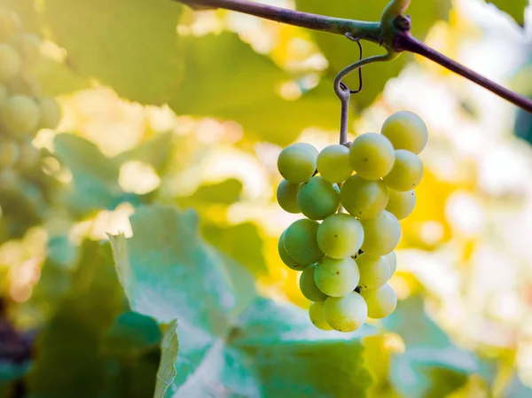 Sweet and tasty white grape bunch on the vine — Stock Photo, Image