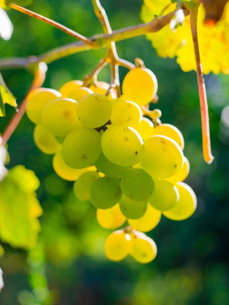 Zoete en heerlijke witte druif bos op de wijnstok — Stockfoto