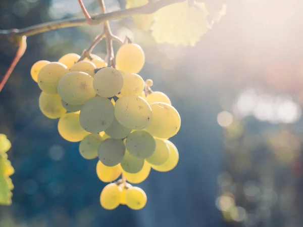 Bouquet de raisin blanc doux et savoureux sur la vigne — Photo