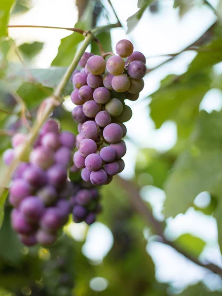 Gros plan de grappes de raisins rouges mûrs sur vigne, vendanges — Photo