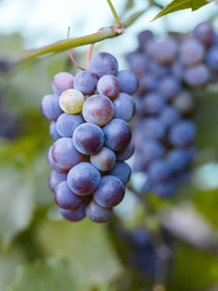 Close-up of bunches of ripe red wine grapes on vine, harvest — Stock Photo, Image