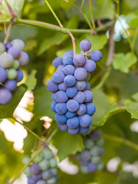 Gros plan de grappes de raisins rouges mûrs sur vigne, vendanges — Photo