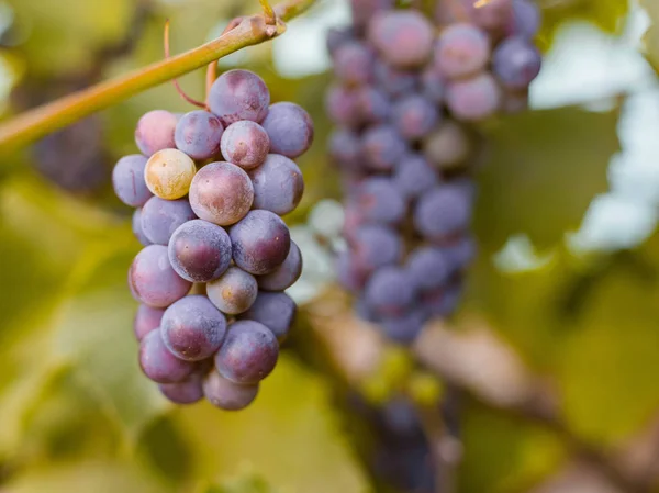 Close-up of bunches of ripe red wine grapes on vine, harvest — Stock Photo, Image