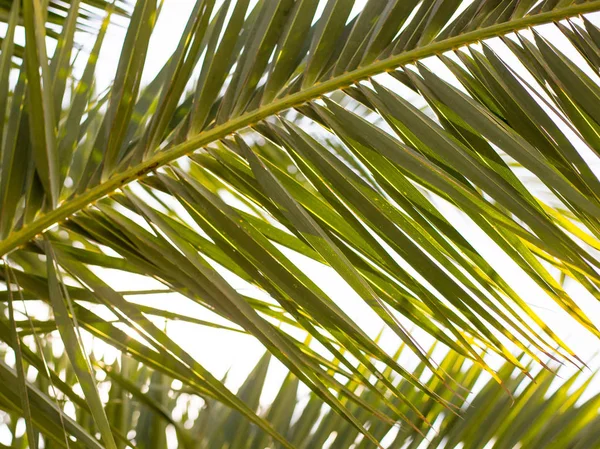 Close-up op groene palmbladeren grens geïsoleerd op lucht achtergrond, verse exotische boom gebladerte, paradijs strand, zomervakantie en vakantie concept — Stockfoto