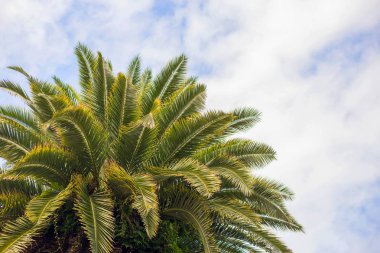 Mavi gökyüzü arka plan güzel palmiye ağaçlarının