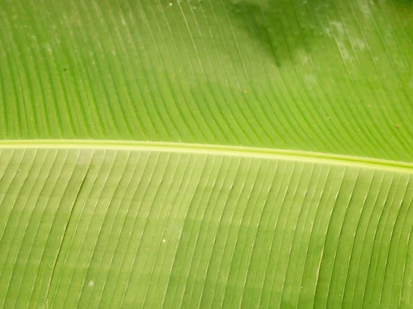 Banana leaves, Texture background of backlight fresh green Leaf. — Stock Photo, Image