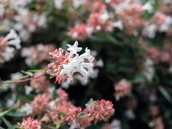 Abelia x Grandiflora Syn A. Rupestris, A. Chinensis ve A. Uniflora, melez arka plan çiçekler