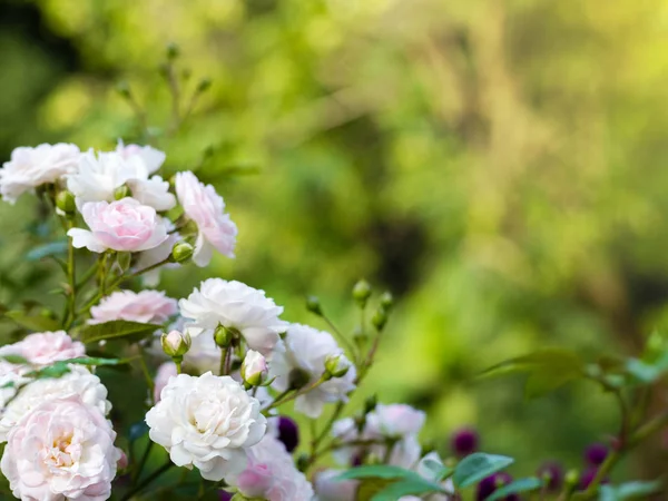 Рожеві квіти троянди на трояндовому кущі в саду влітку, зелений м'який фон — стокове фото