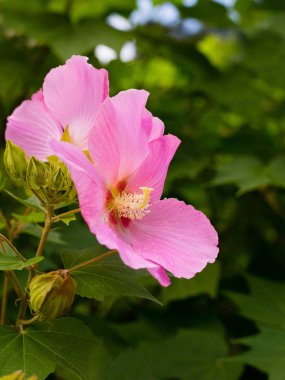 Pembe hibiscus çiçek, Çin ebegümeci, Çin gül, Hawaiian hibiscus iyi dikey çekim
