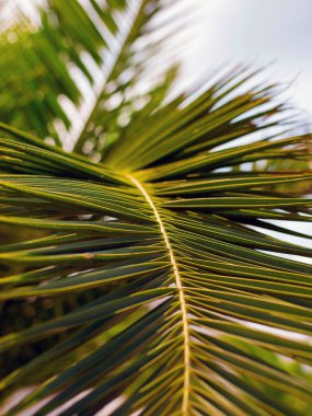 Yeşil palmiye yapraklarına yakın plan gökyüzü arka planında izole edilmiş, taze egzotik ağaç yaprakları, cennet plajı, yaz tatili ve tatil konsepti