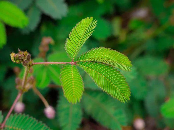 A sensitive compound leaf of Mimosa pudica - sensitive plant, shame plant  Stock Photo by ©MarySkovpen 213533828
