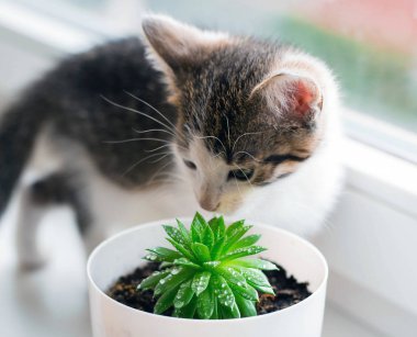 Aile içi çizgili yavru kedi sulu bir pot ile çalış