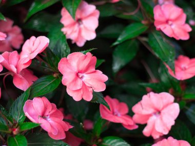 Balmumu Begonias veya fibröz Begonya Begonya x semperflorens-cultorum çok yıllık bir bitkidir, renkli bir pembe çiçekler vardır