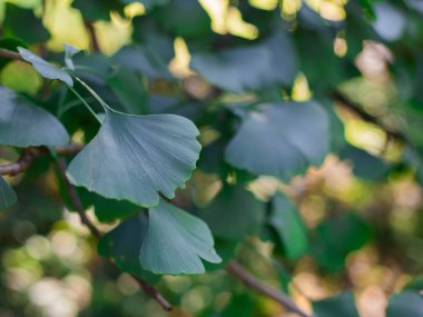 Ginkgo Biloba yaprak arka plan olarak bir bitkisel ilaç kavramı ve şifa için doğal Fitoterapi ilaç simgesi.