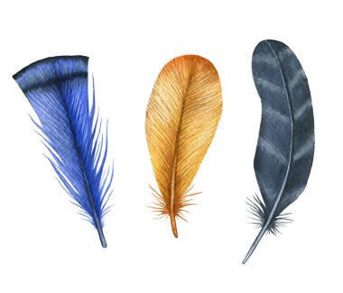 Suluboya kuş tüyleri ayarlayın. Tasarım için sanatsal öğeleri el boyalı