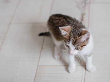 Şirin kedi yavrusu yürüyüş ve evde beyaz bir zemin üzerinde oynamak