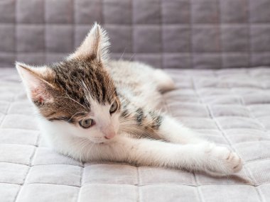 Şirin yavru kedi Divan ev, kedi, istirahat korkuyor