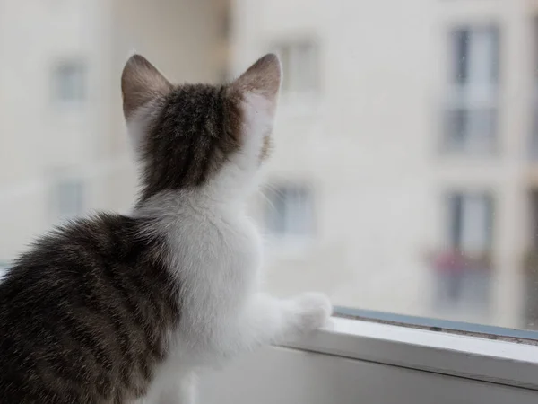 Imagem de close-up de um gatinho bonito olhando através da janela — Fotografia de Stock