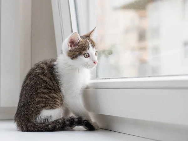 Közelkép kép egy aranyos cica keresi az ablakon — Stock Fotó