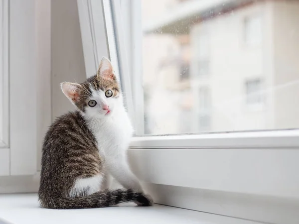 Gatinho senta-se perto da janela e olha para a câmera — Fotografia de Stock