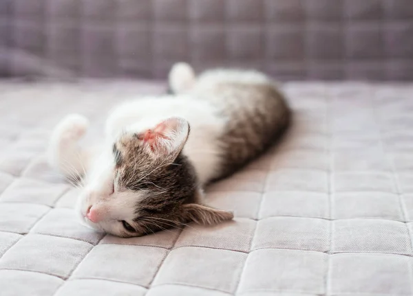 Милый котенок отдыхает дома на диване, открывает один глаз — стоковое фото