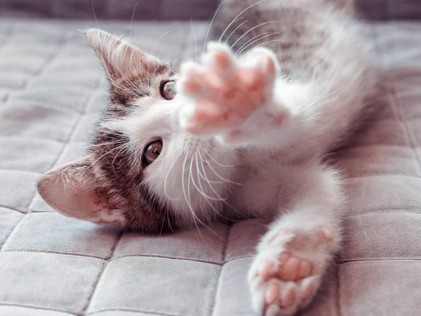 Chaton mignon s'étirant sur le canapé à la maison, vue sur le dessus — Photo