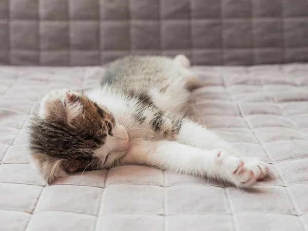 Симпатичный котенок, лежащий дома на диване, вид сверху — стоковое фото