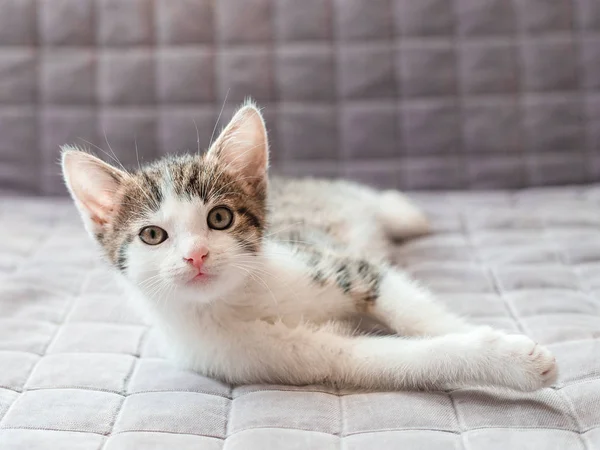 Gatinho bonito esticando no sofá em casa, olhando para cima — Fotografia de Stock