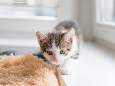 yavru kedi pencerenin oturur ve kameraya benziyor