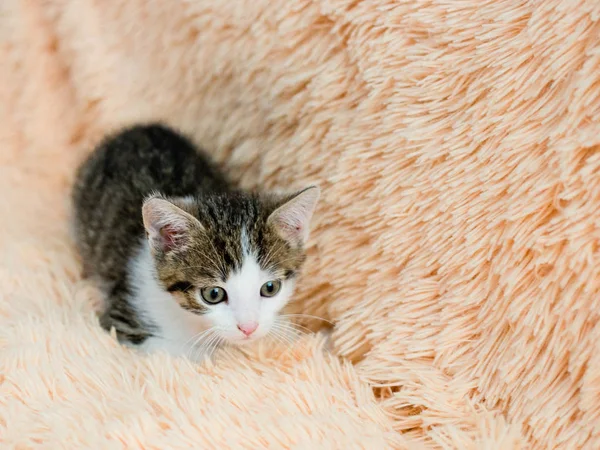 Chaton mignon assis sur le canapé à la maison — Photo