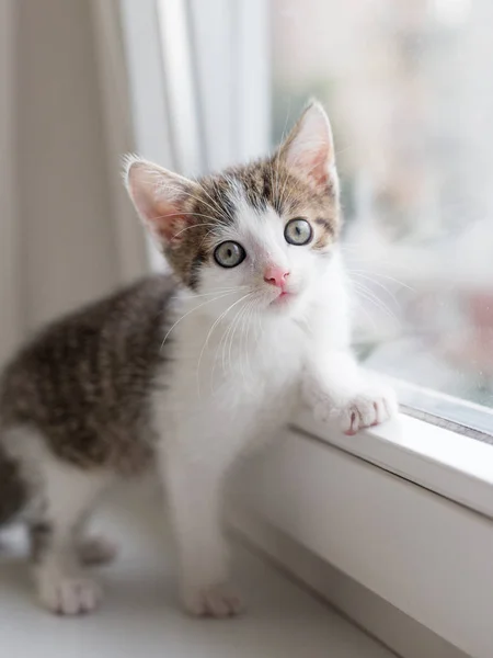 Gatito se sienta cerca de la ventana y mira a la cámara —  Fotos de Stock