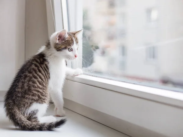 Imagem de close-up de um gatinho bonito olhando através da janela — Fotografia de Stock