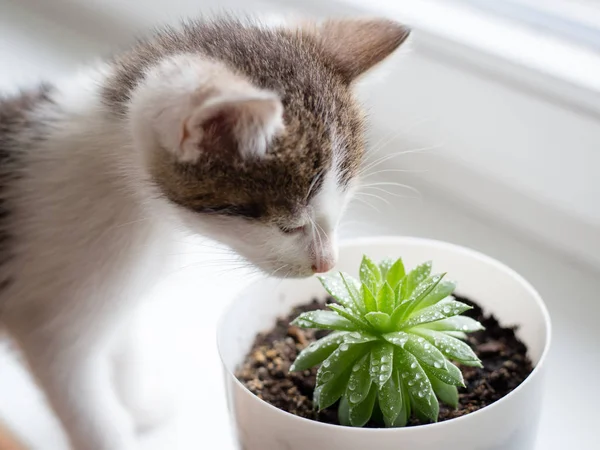 Aile içi çizgili yavru kedi sulu bir pot ile çalış