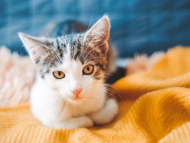 Sevimli kedicik yumuşak sarı ekose evde, kopya alanı metin için üzerinde